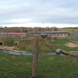 Spectacled Bear outdoor panorama; 'Andean Adventure'