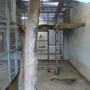 Spectacled Bear indoor dens; 'Andean Adventure'