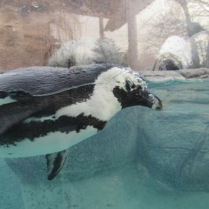 African penguin