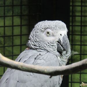 African grey parrot