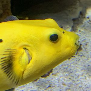 Can someone identify