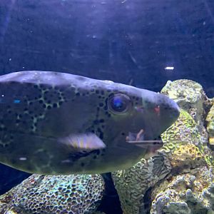 Can someone identify