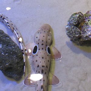 Can someone identify