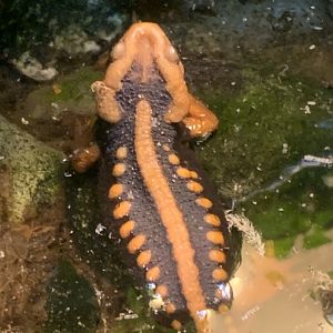 Emperor newt