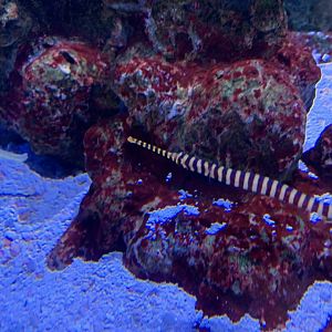 Can someone identify