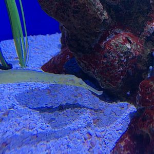 Can someone identify