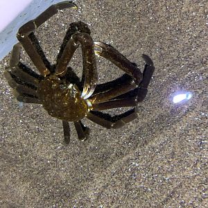 Can someone identify