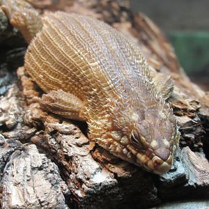 Can someone identify