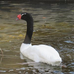 Black necked swan