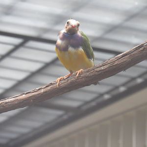 Bald gouldian finch