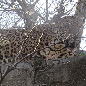 Jaguar