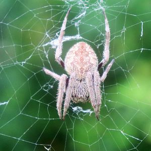 Garden Orb Weaver (Eriophora transmarina)
