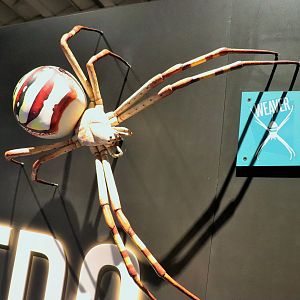 Spider Exhibition- Model of St Andrew's Cross Spider