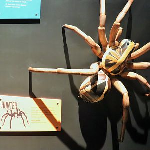 Spider Exhibition- Model of Wolf Spider