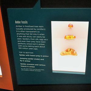 Spider Exhibition- Amber Fossils