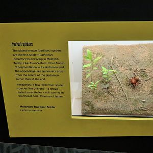 Spider Exhibition- Malaysian Trapdoor Spider Display