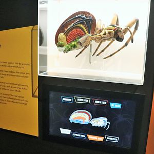 Spider Exhibition- Anatomy Display
