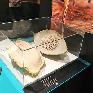 Spider Exhibition-  Model of Spider Egg Sac