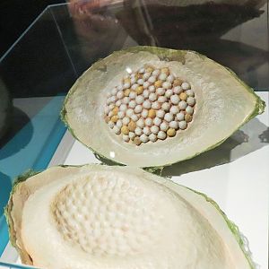 Spider Exhibition-  Model of Spider Egg Sac