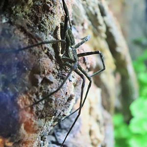 Giant Water Spider (Megadolomedes australianus)