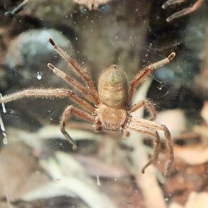 Social Huntsman Spider (Delena cancerides)