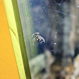 Fringed Jumping Spider (Portia fimbriata)