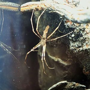 Net-casting Spider (Deinopis sp.)