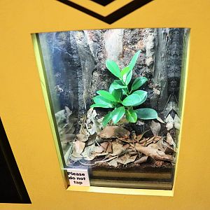 Spider Exhibition- Jumping Spider Tank