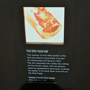 Spider Exhibition- Sydney Funnel Web Information