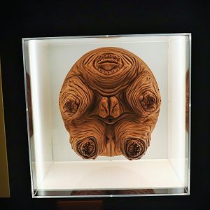 Spider Exhibition- Model of Spider's Spinneret