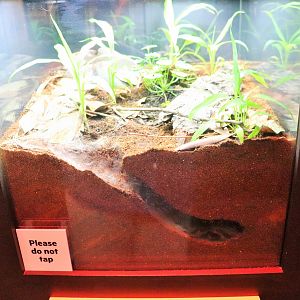 Spider Exhibition- Trapdoor Spider Tank