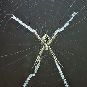 St Andrew’s Cross Spider (Argiope keyserlingi)