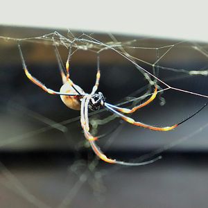 Golden Orb Weaver (Nephila sp.)