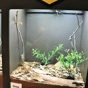 Spider Exhibition- Golden Orb Weaver Tank