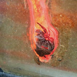 Maleny Palisade Trapdoor Spider (Euoplos turrificus)