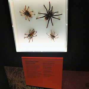 Spider Exhibition- Tarantula Display