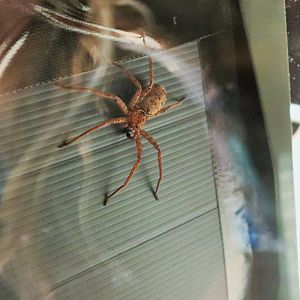 Brown Huntsman Spider (Heteropoda jugulans)