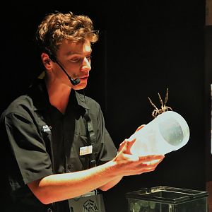 Presenter with Grey Huntsman Spider (Holconia immanis)
