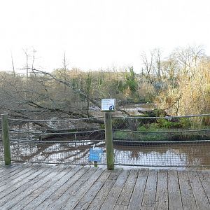 Fallen tree, December 2019