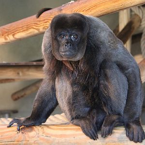 Woolly monkey