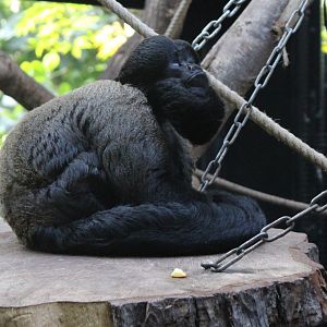 Red-backed bearded saki