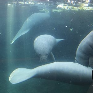 Manatees