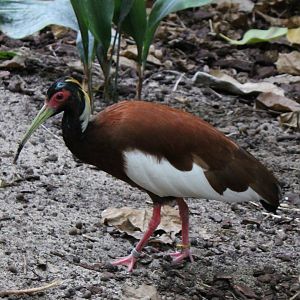 Madagascar crested ibis
