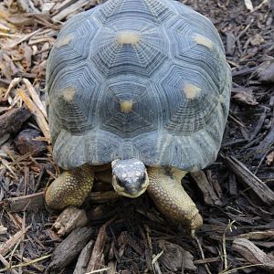 Radiated tortoise
