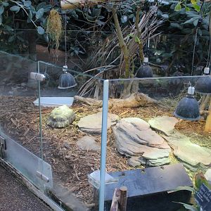 Enclosure Radiated tortoise