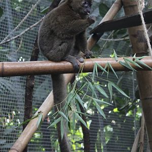 Greater bamboo lemur