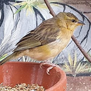 Taveta golden weaver - female