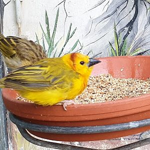 Taveta golden weaver - male