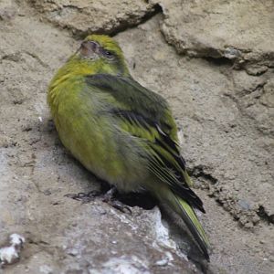Cape canary