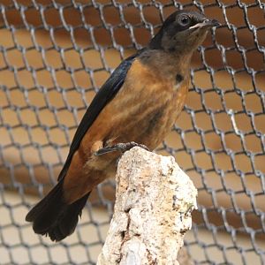 Juvenile Hildebrandt's starling